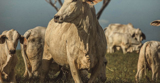 vaca nelore em destaque fotao - fotos romancini