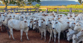 vacada nelore em rondonopolis - com serra ao fundo