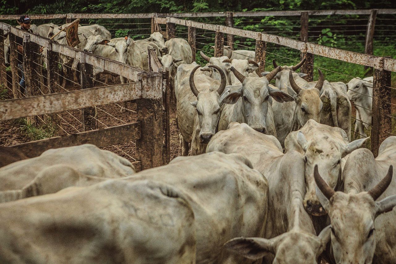 vacas nelore entrando no crural de manejo - fotos romancini