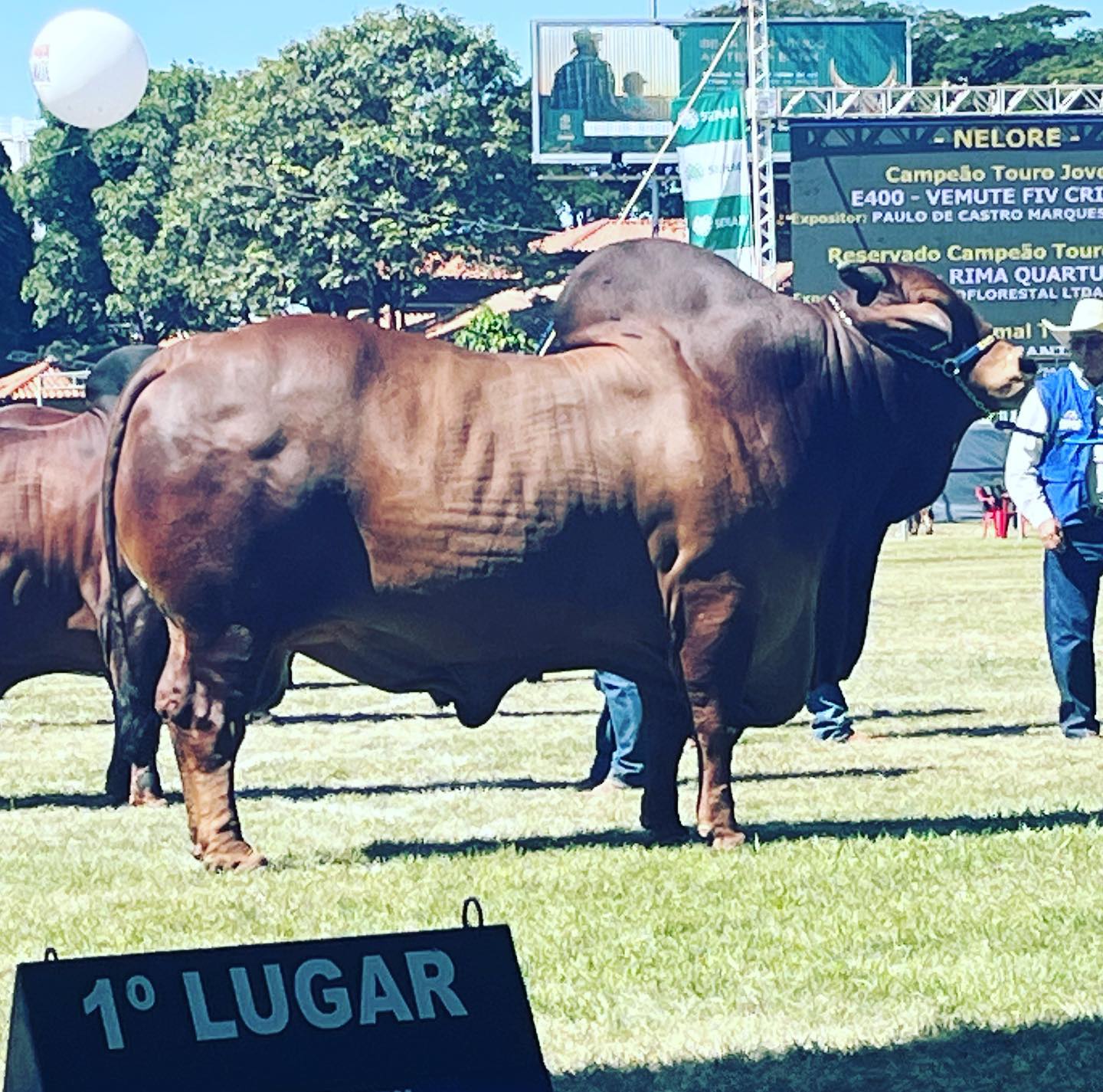 Jundu FIV da Estiva - Campeão Touro sênior - Expozebu 2022 - 1105 kg , touro mais pesado da raça Sindi que já participou da Expozebu