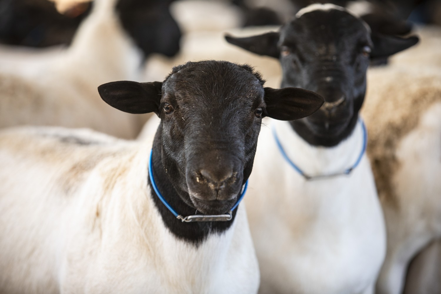 A Carapreta é a única empresa nacional com o selo do Certified Humane de bem-estar animal na produção de bovinos e ovinos (Foto Divulgação Carapreta)