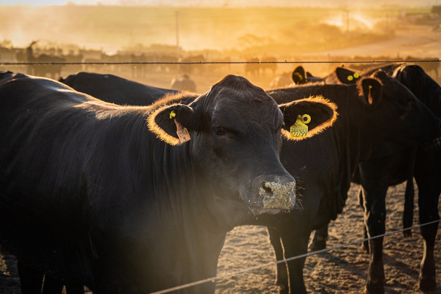 A mineira Carapreta, de produção de carnes premium, tem modelo único, com genética exclusiva e rastreabilidade desde a fazenda até a mesa (Foto Divulgação Carapreta)