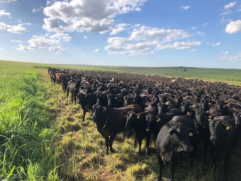 Agropecuária Regenerativa - novilhas angus x nelore pastejo intensivo