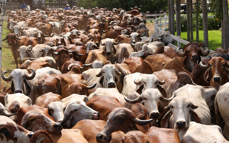 Foto: Agropecuária Vila Rica