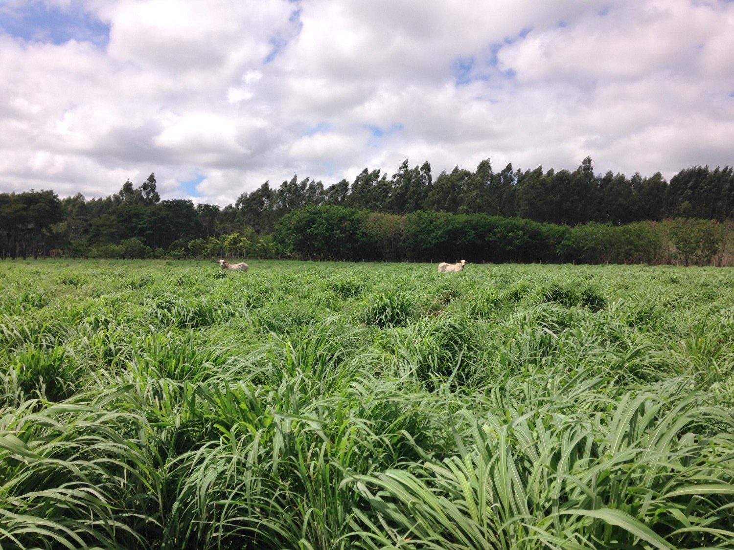 Andropogon gayanus BRS Sarandi - Cultivar de gramínea forrageira tropical com ampla adaptação ao clima e aos solos de baixa fertilidade do Cerrado