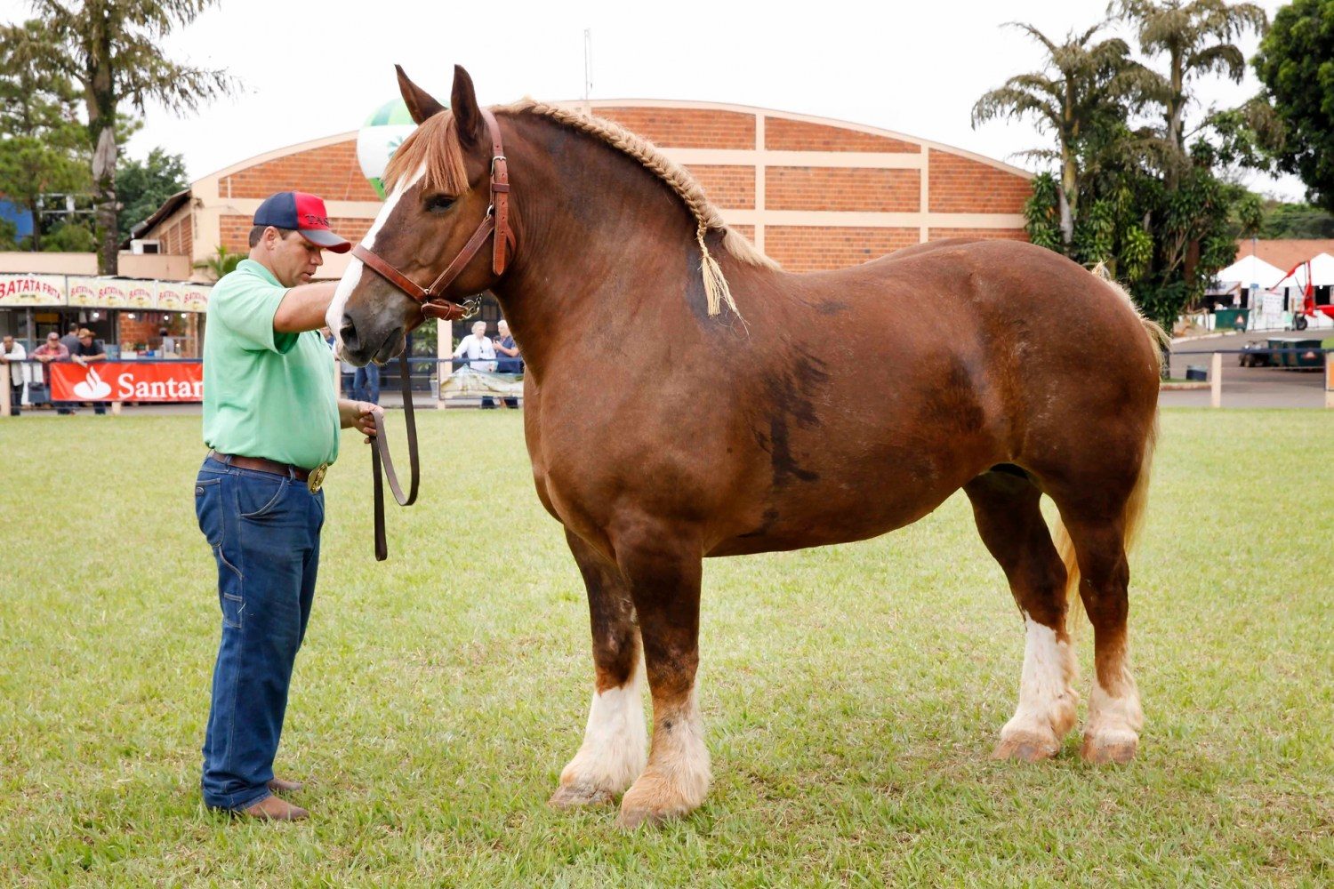 cavalo mais forte do mundo