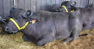 Búfalos estreiam na Fenasul Expoleite em Esteio, RS