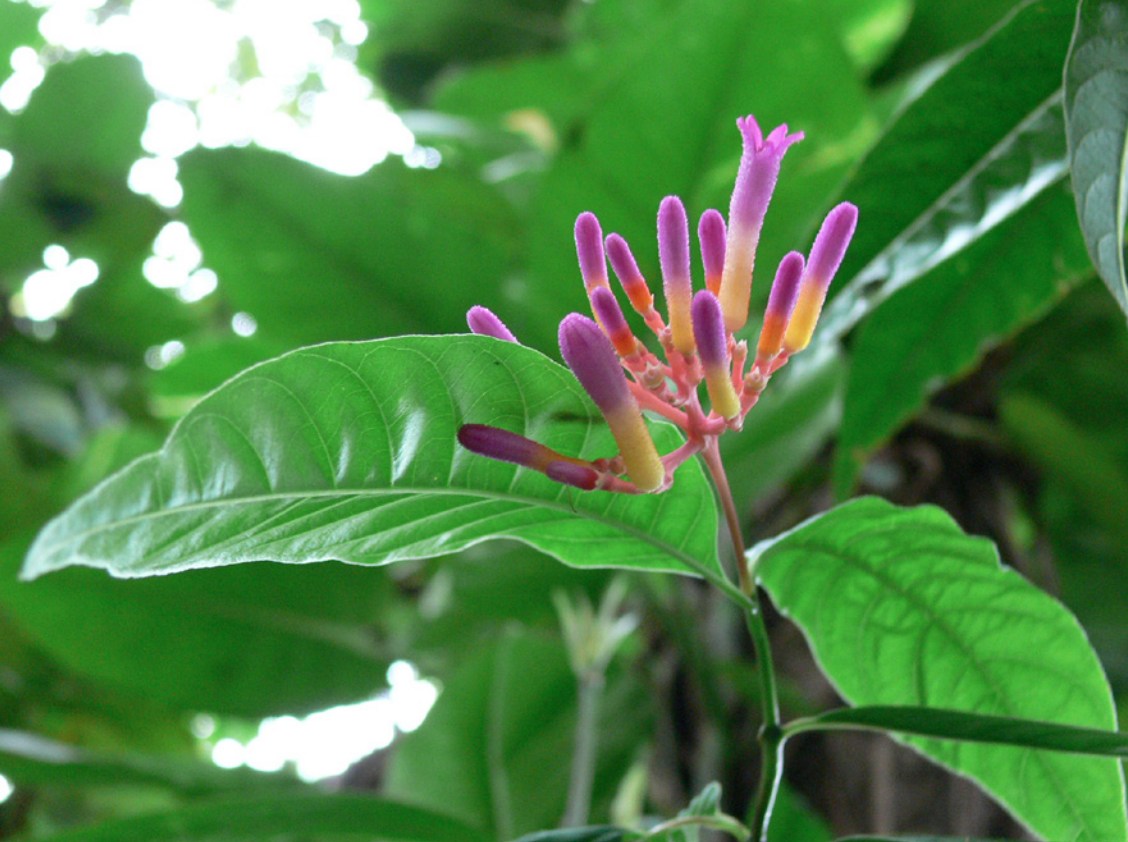 Cafezinho Palicourea marcgravii St Hill Família Rubiaceae