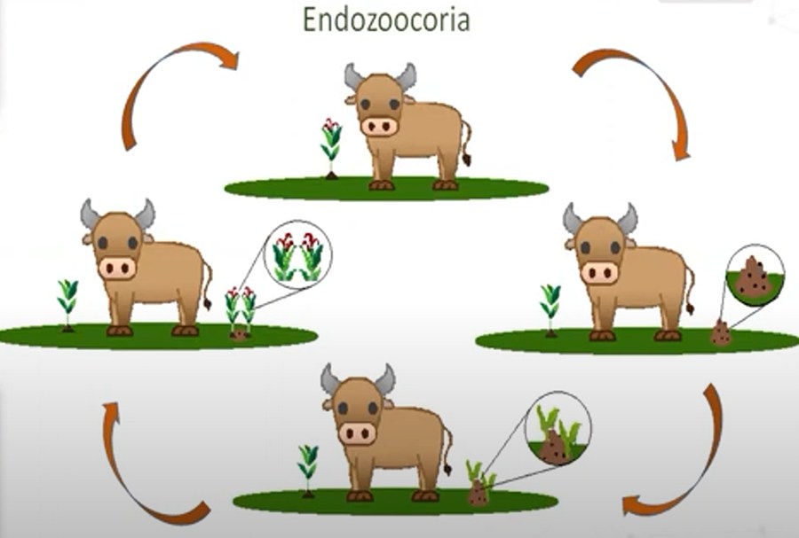 Dispersão Capim Annoni esquema endozoocoria