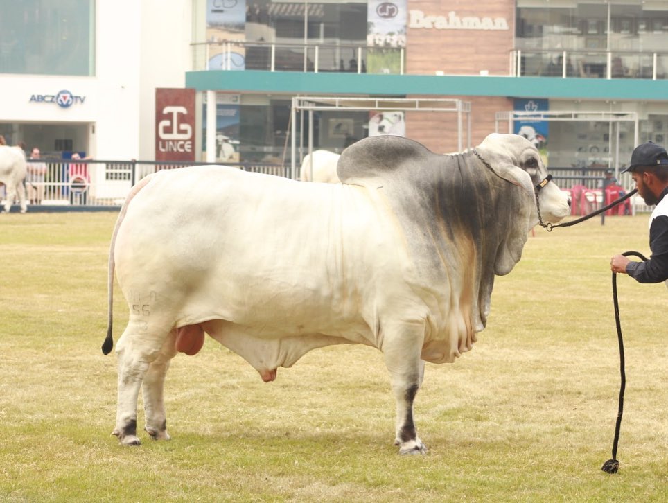 Draco FIV Daga o Grande Campeão