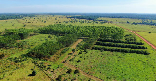 Eucalipto e pasto no Sul do Pará - foto aerea fazenda fotao - ILPF