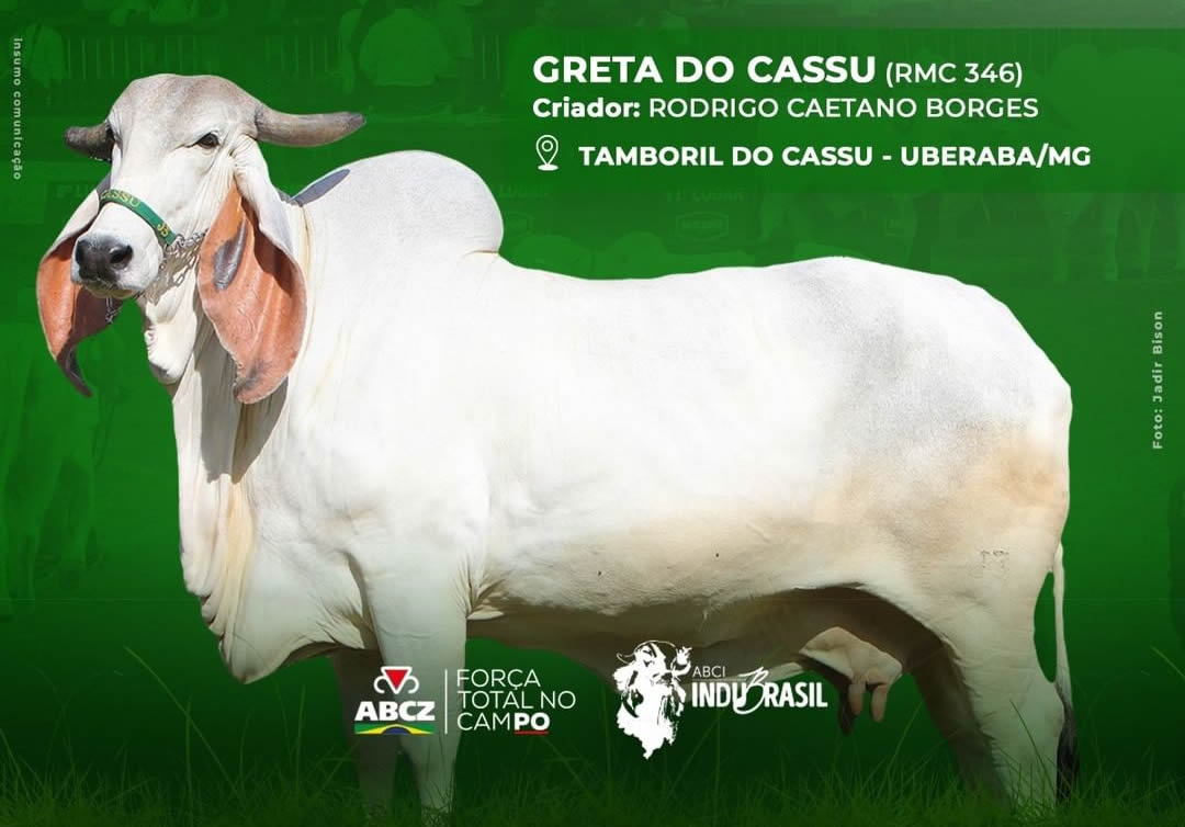 Grande-Campeã-Indubrasil-da-ExpoZebu-2022-Greta-do-Cassu