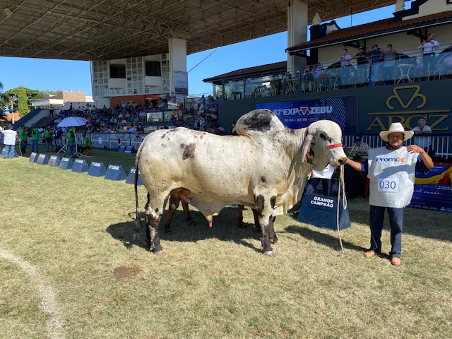 Grande Campeão Gir Marlboro