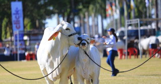 Julgamento de pista da raça Brahman na Expozebu