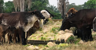 Milho hidropônico na alimentação do gado equinos e caprinos