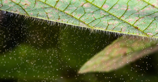 Novas descobertas guiam o manejo da ferrugem-asiática na soja