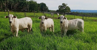 Prova de Ganho em Peso de bovinos acontece em Silvanópolis, no Tocantins