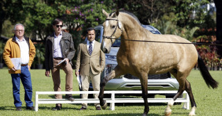 Puro Sangue Lusitano elege os Grandes Campeões de 2022 - Foto 1 - Ney Messi