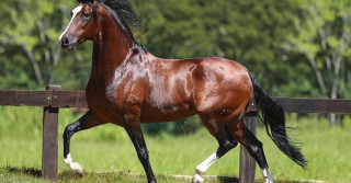 Quebracho do Minatto - Teorema da Morada Nova X Distinta MSP - mangalarga marchador