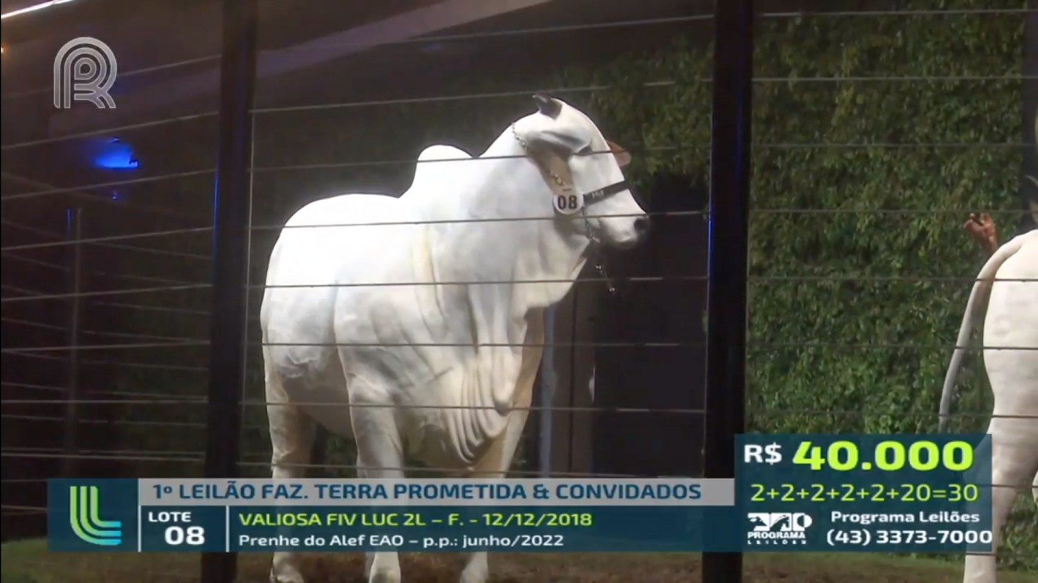 Valiosa FIV LUC 2L - vendeu com bezerra