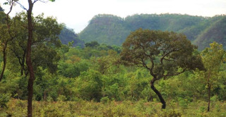 Vegetação-Cerrado-Matopiba