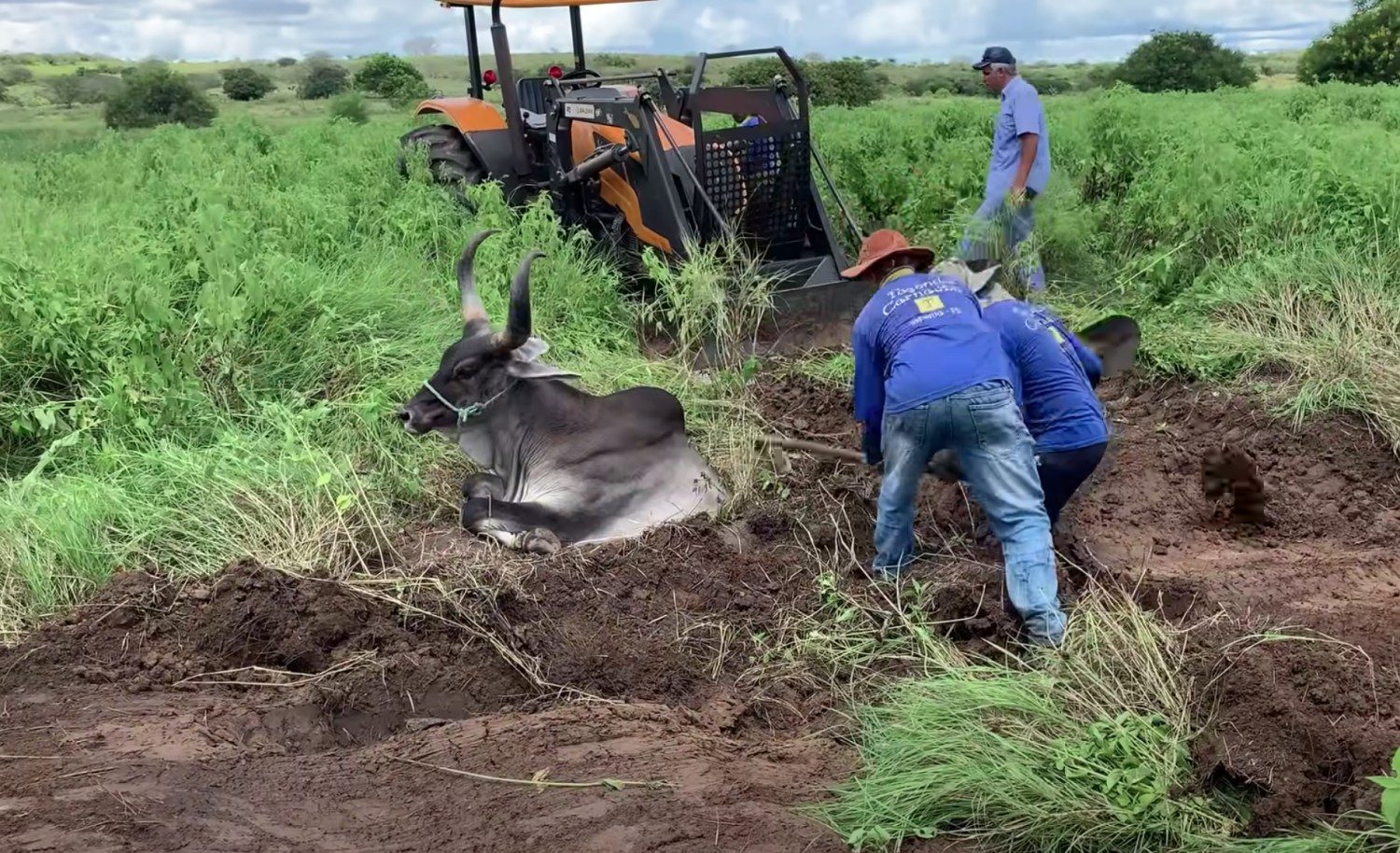 Veja resgate completo de vaca Guzerá no Sertão da Paraíba