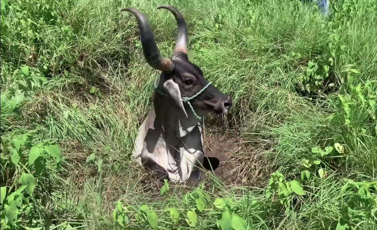 Veja resgate completo de vaca Guzerá no Sertão da Paraíba 