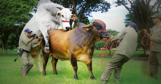 coletando semen touro monta em central