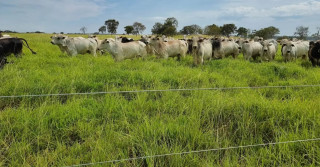 gado no pasto - engorda de boiada a pasto