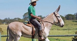 A fábrica de peão acabou: a nova era do bem-estar animal na pecuária brasileira