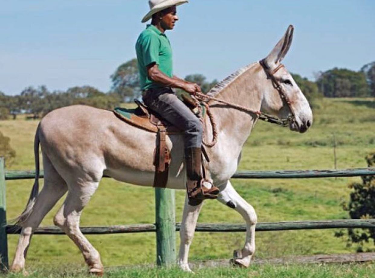 jumento pega - peao andando de jumento