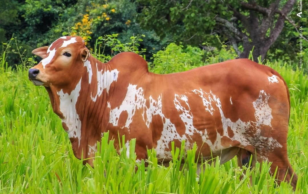 nelore pintado de vermelho matriz no pasto