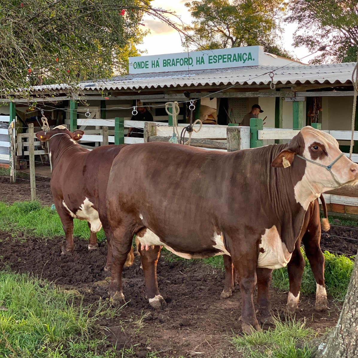 primeira edição da Revista Esperança - Fazenda Esperança