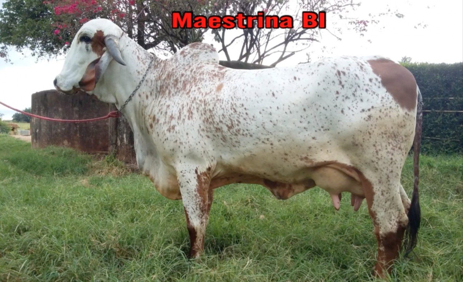 vaca-gir-padrao-maestrina-bi