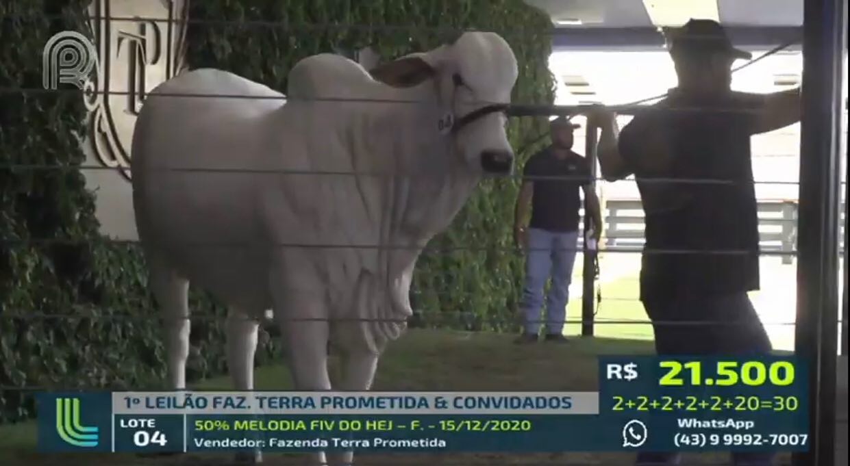 vaca nelore MELODIA FIV DO HEJ