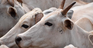 vaca nelore com carangueijo na face cabeca - Samuka Aymoré, filha do Famur de Naviraí