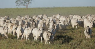 vaqueiro boiadeiro tocando vacas vacada nelore - nelore grupo costa - 2