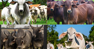 Atualmente o Programa Zebu Carne de Qualidade avalia o potencial das raças Brahman, Guzerá, Sindi e Tabapuã