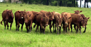 Boi do pampa gaúcho produz carne mais saudável