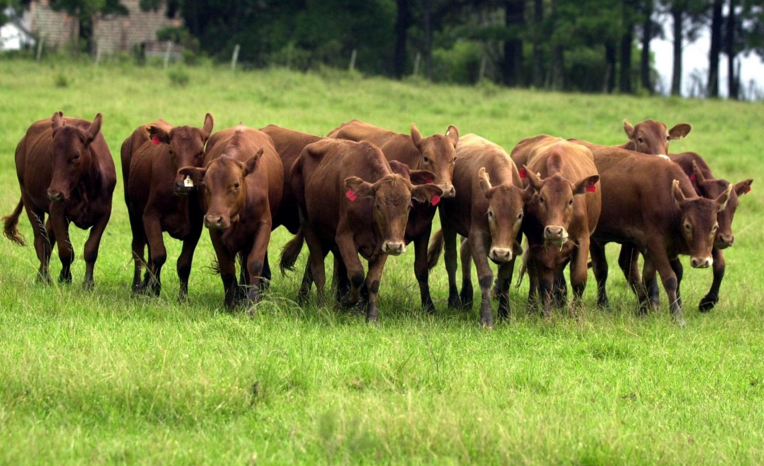 Boi do pampa gaúcho produz carne mais saudável