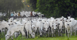 Boas práticas de manejo de gado