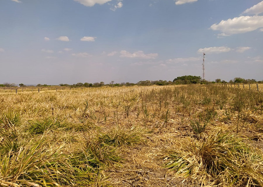 Consórcio de milho com capim colonião reduz em cerca de 70% a infestação de plantas daninhas