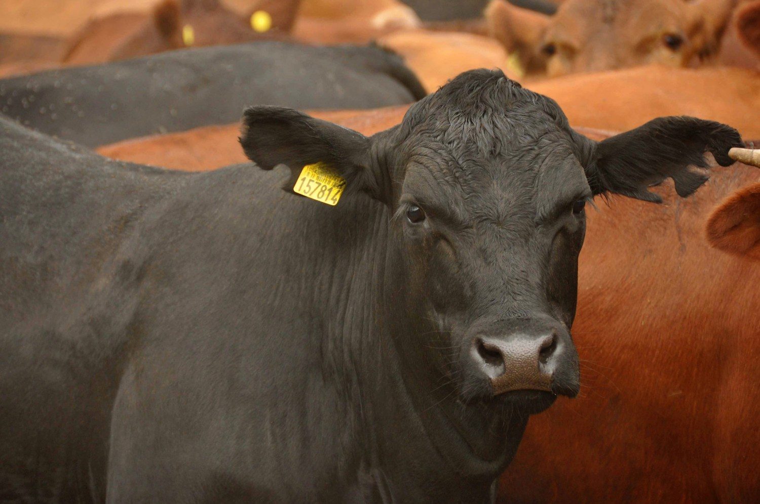 Criação de gado bovino - vaca angus