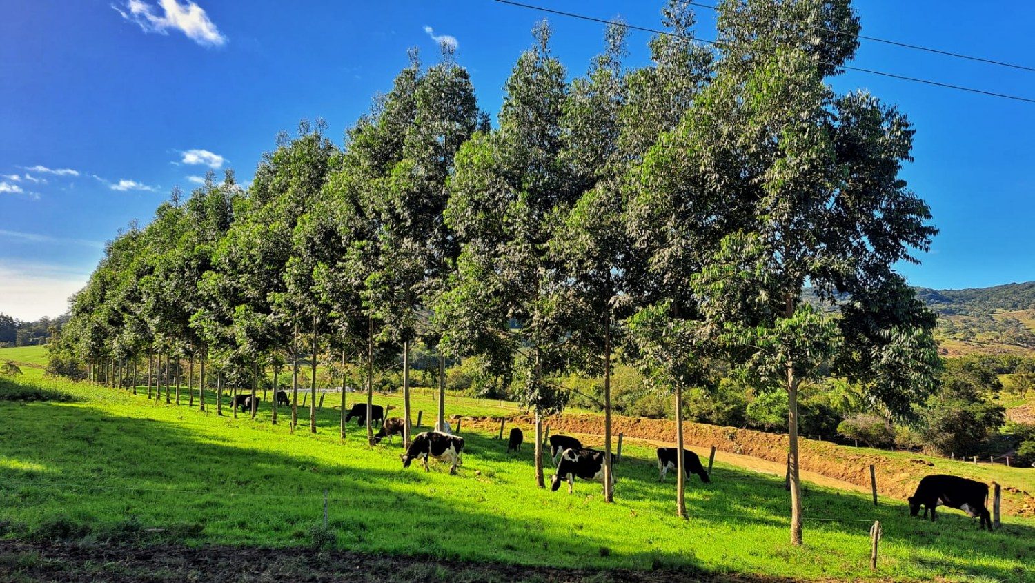 Equilíbrio no sistema silvipastoril promove benefícios a propriedades rurais