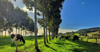 Equilíbrio no sistema silvipastoril promove benefícios a propriedades rurais