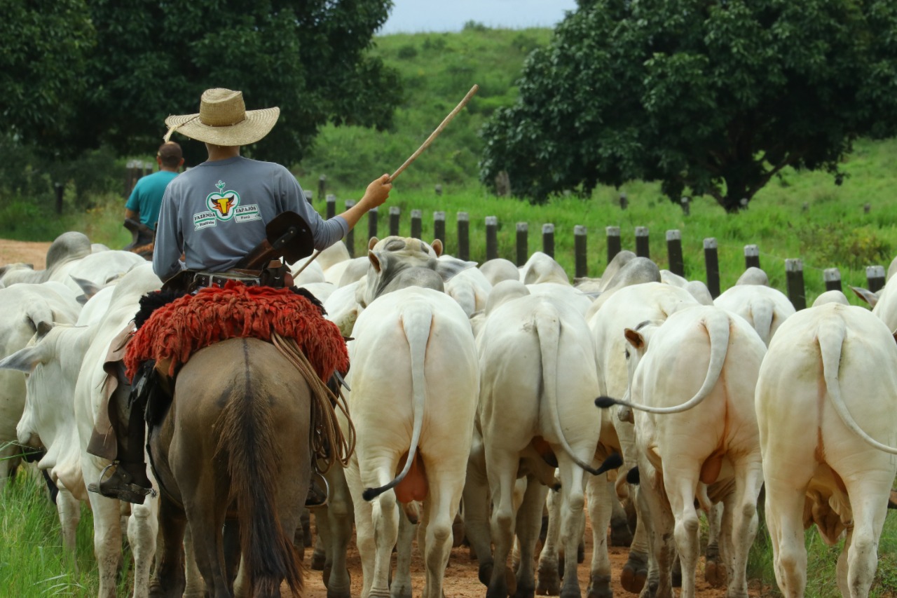 Fazenda Tapajós Nelore PO - Itaituba - PA 2 - gado nelore 2