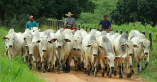 Fazenda Tapajós Nelore PO - Itaituba - PA 2 - gado nelore 2