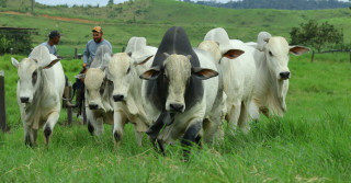 Fazenda Tapajós Nelore PO - Itaituba - PA 2 - touros nelore