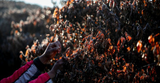 Frio chegando exige cuidado redobrado na nutrição pós-colheita do cafezal