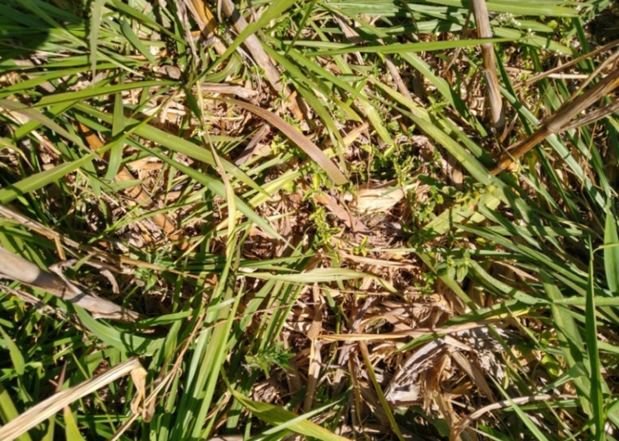 Forrageira conteve a buva e outras plantas daninhas de difícil controle